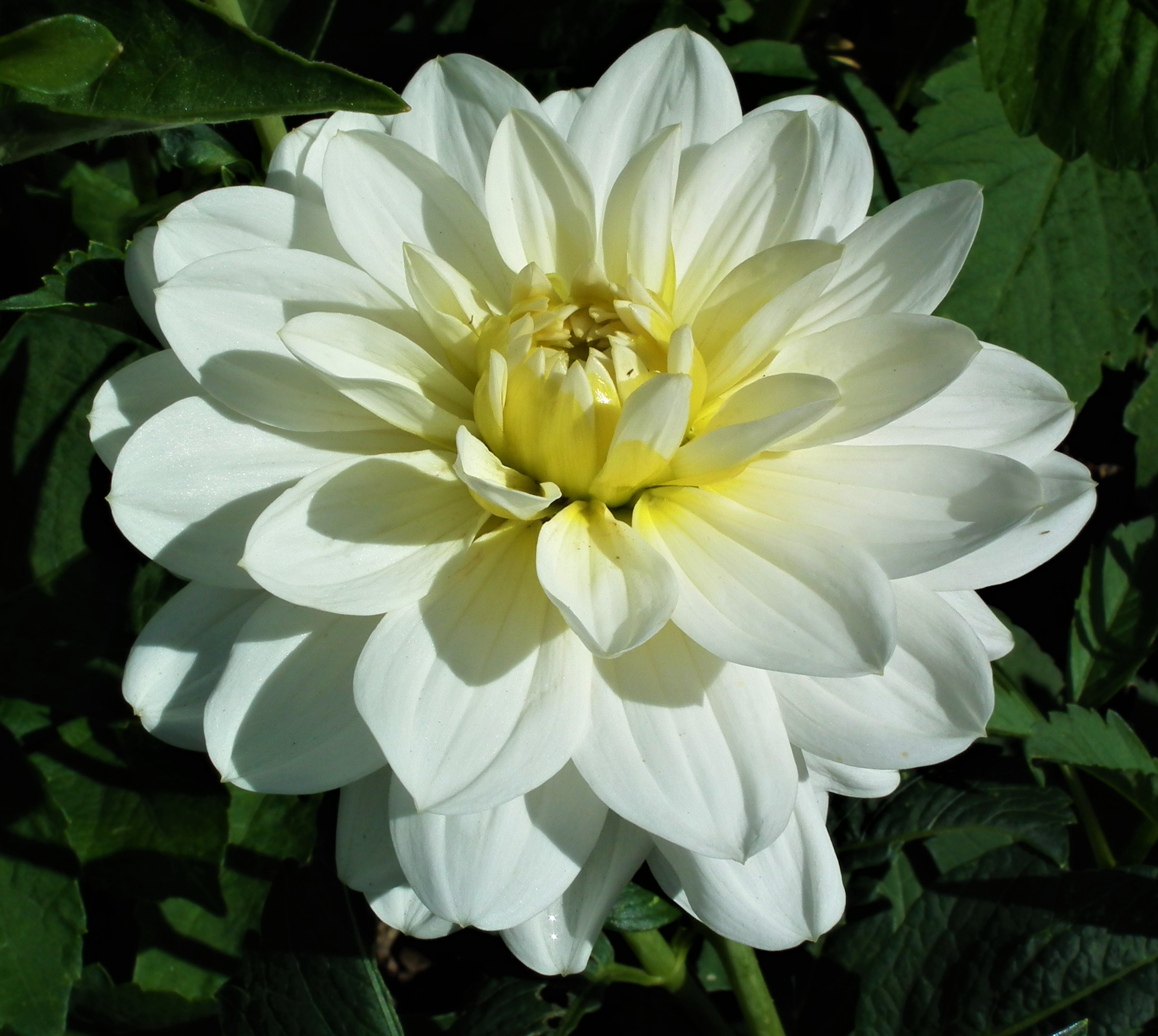 Dahlia White Onesta